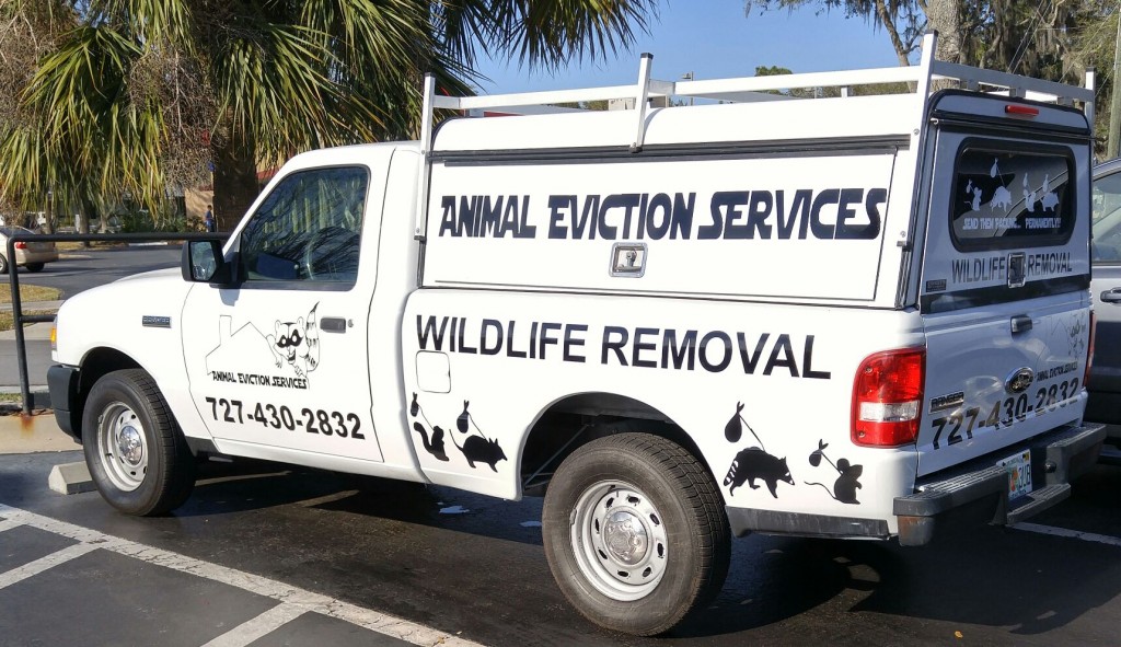 Wildlife Removal Experts since 2008 – Animal Eviction Services, LLC